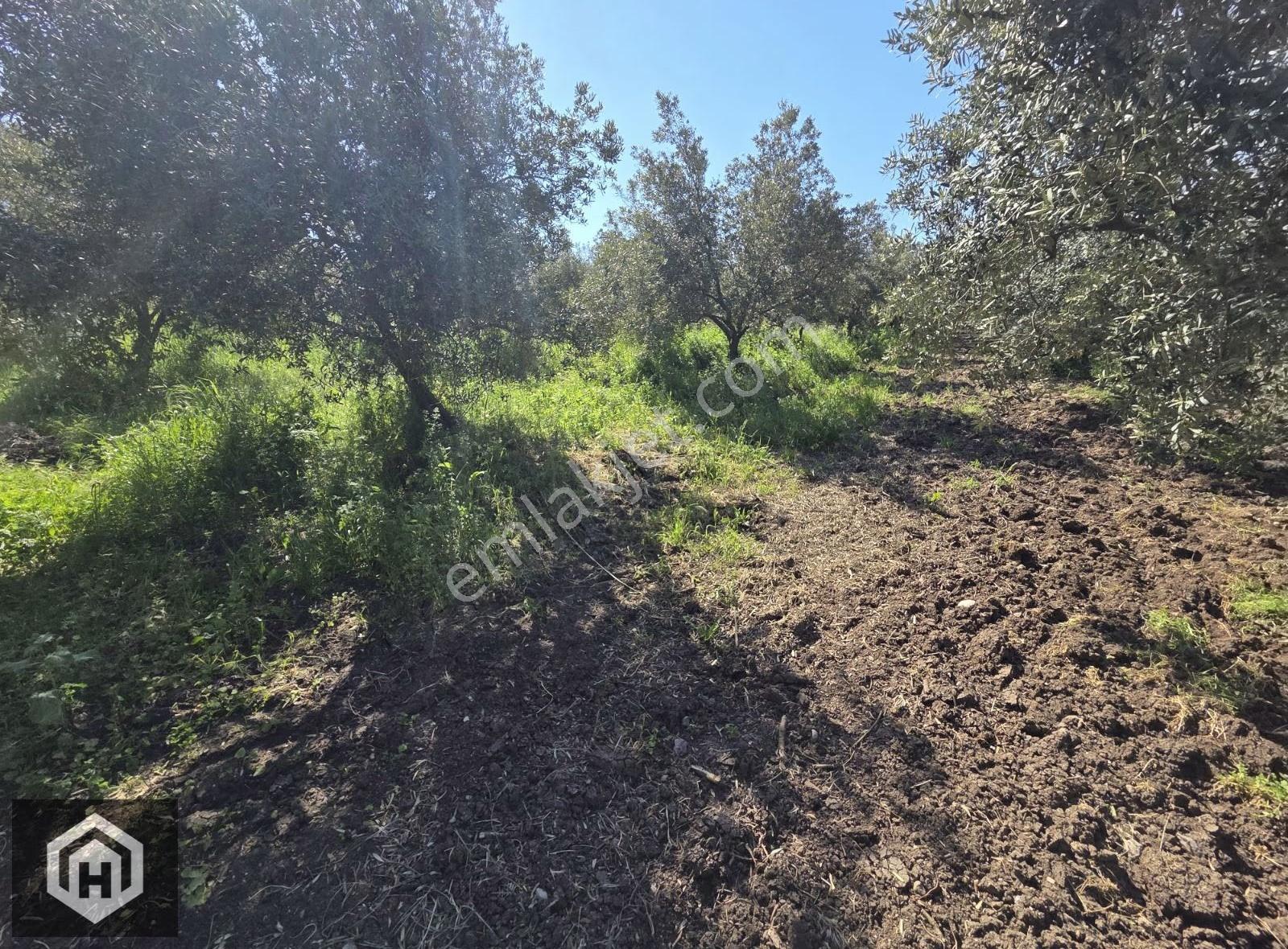 Mudanya Yalıçiftlik Satılık Ana Yola 2 Parsel 1706mt2 Zeytinlik - Görsel 7