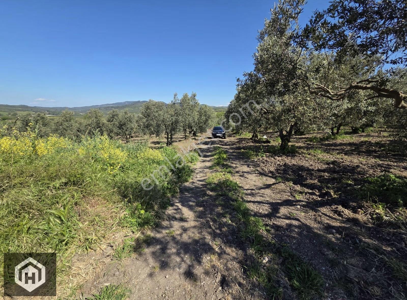Mudanya Yalıçiftlik Satılık Ana Yola 2 Parsel 1706mt2 Zeytinlik - Görsel 3