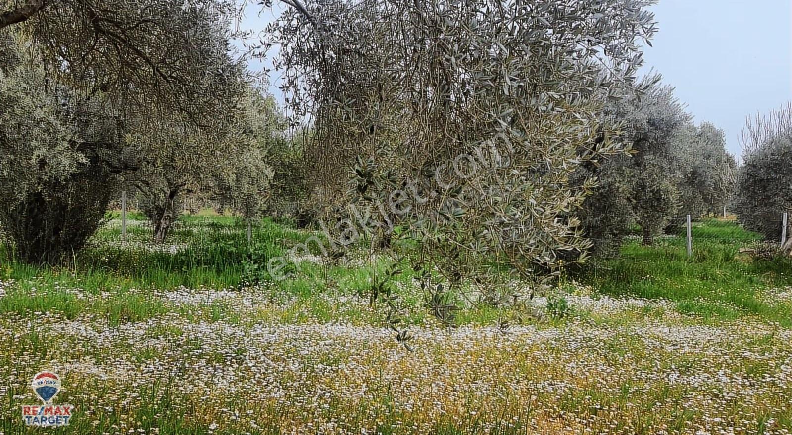 Torbalı Dirmil'de Kadastrol Yola Cepheli Zeytinlik - Görsel 15