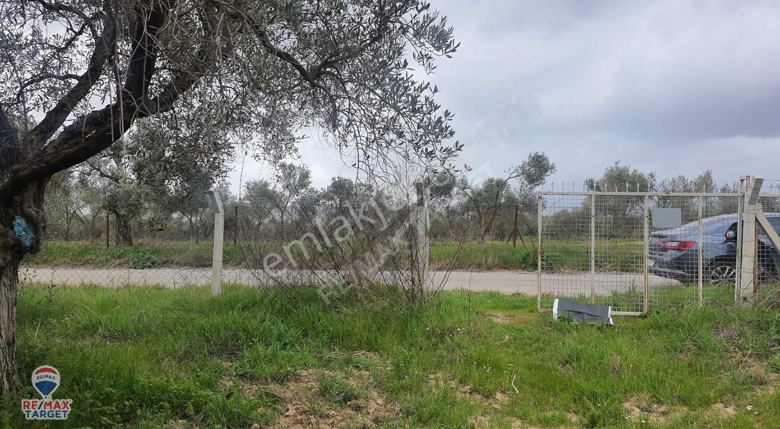 Torbalı Dirmil'de Kadastrol Yola Cepheli Zeytinlik - Görsel 21