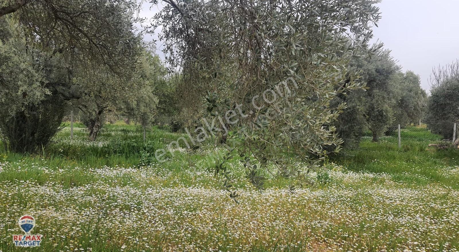 Torbalı Dirmil'de Kadastrol Yola Cepheli, Verimli Zeytinlik - Görsel 2