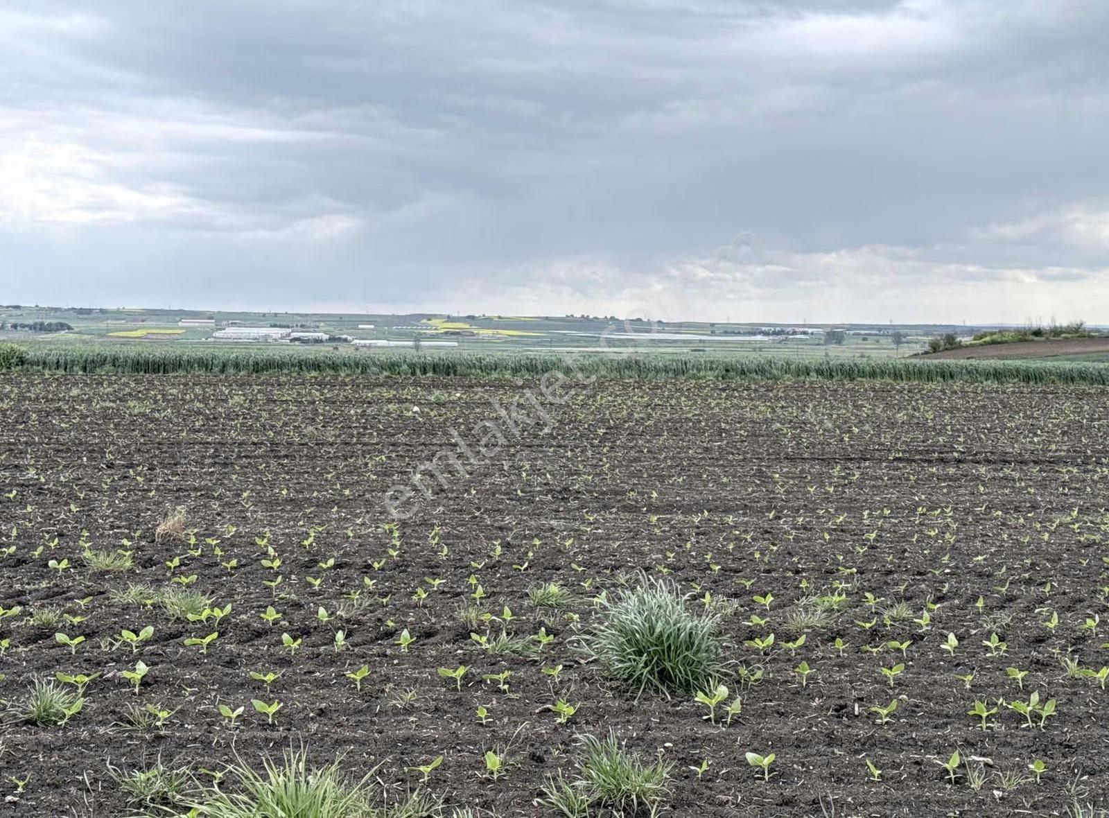 Eskibedir'de Satılık Ana Yola Yakın Müstakil Tarla 7003 M2