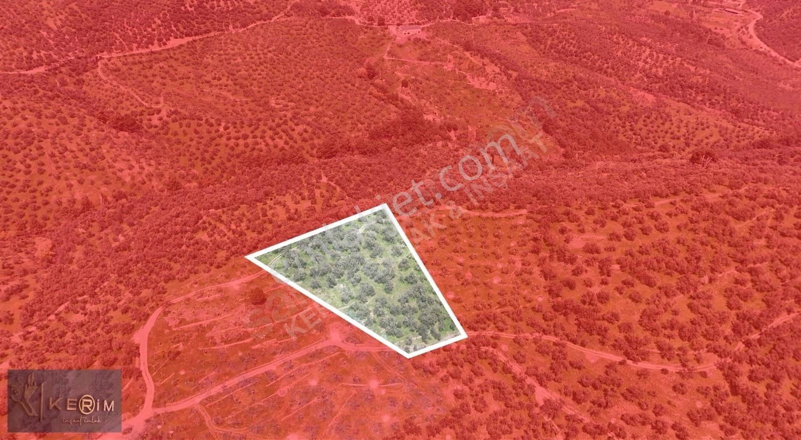 Küçükkuyu'da Deniz Manzaralı, Yola Cepheli 4.635 M² Zeytinlik - Görsel 18