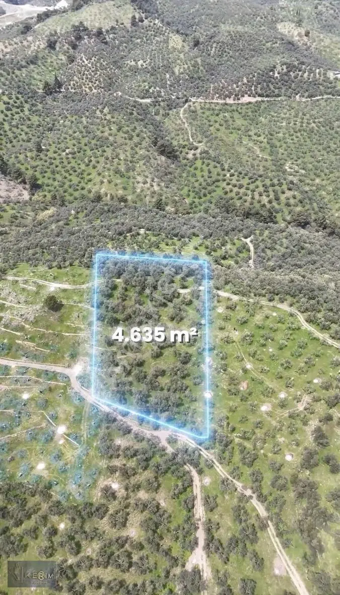 Küçükkuyu'da Deniz Manzaralı, Yola Cepheli 4.635 M² Zeytinlik