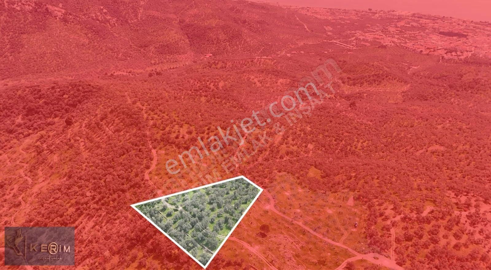 Küçükkuyu'da Deniz Manzaralı, Yola Cepheli 4.635 M² Zeytinlik - Görsel 28