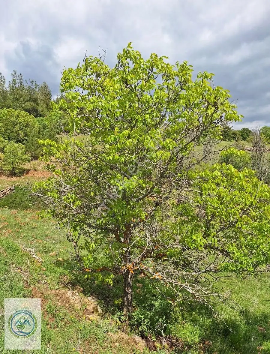 Denizli Çal Akkentte Resmi Yollu 4378m2 Tarla - Görsel 3