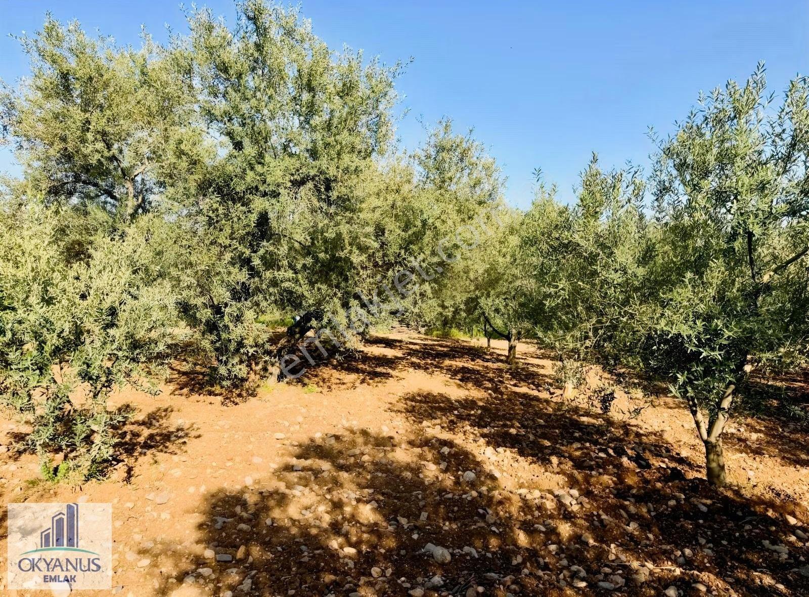 Karaoğlanlı Da 5.000 M2 Zeytinlik, Köye 400 Mt, Asfalta 180 Mt - Görsel 20