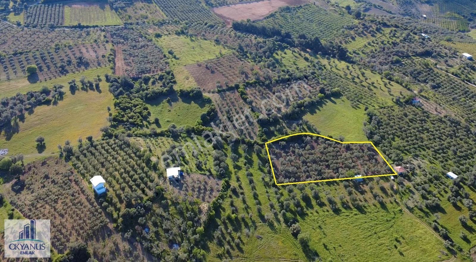 Karaoğlanlı Da 5.000 M2 Zeytinlik, Köye 400 Mt, Asfalta 180 Mt - Görsel 2