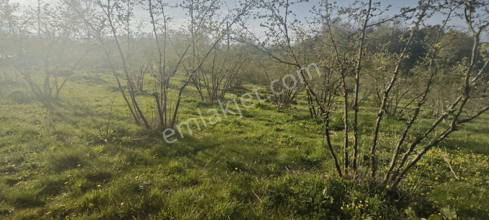İmarlı Manzaralı Düz Arsa Müstakil 4 Parsel Çıkıyor - Görsel 6