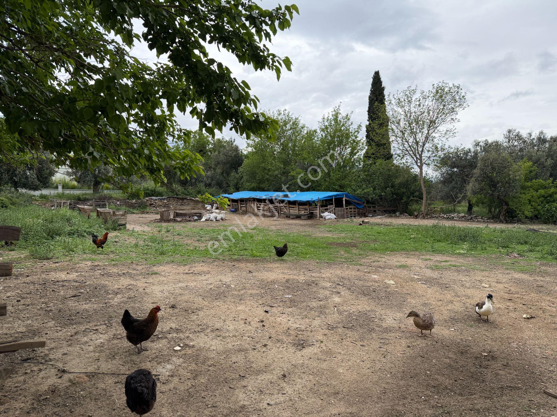 Mera Emlaktan Gürede Tam Müstakil 1 Villalık 350m2 İmarlı Arsa - Görsel 12