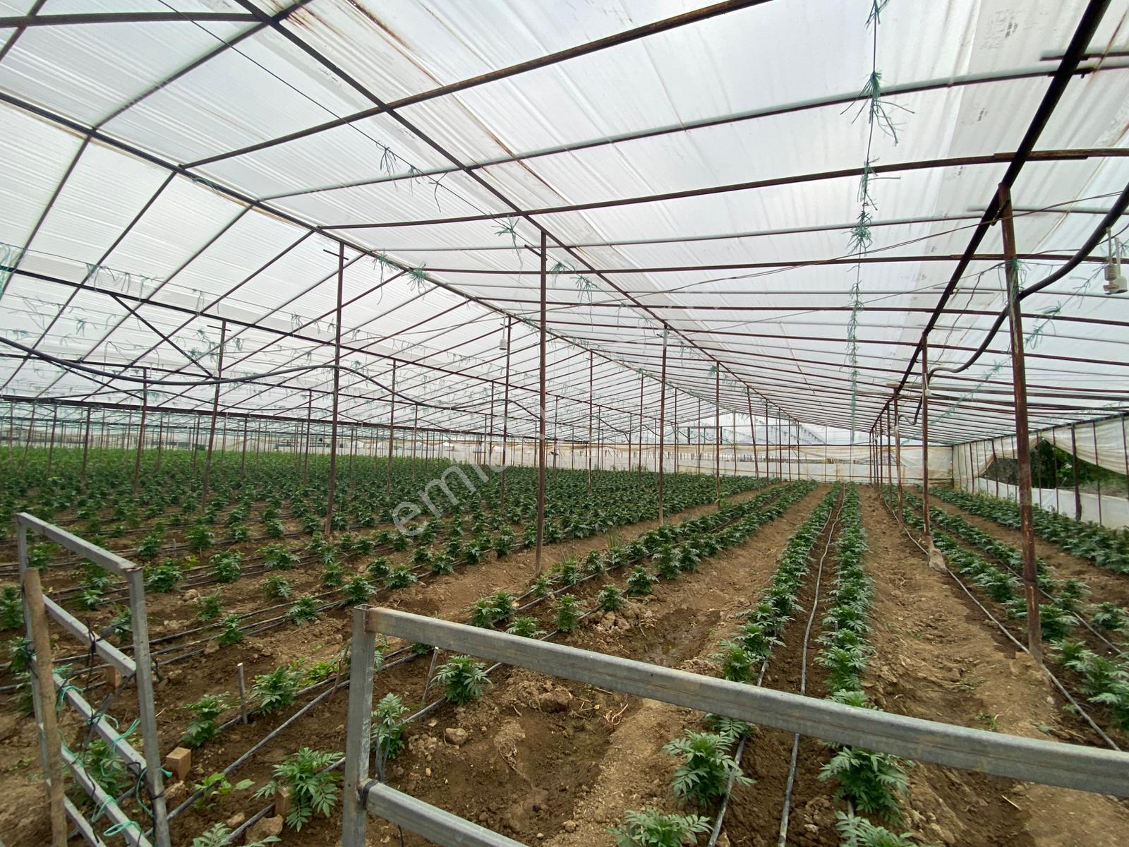 Menderes Altıntepe Mah.de Tek Tapulu 3664m2 İçerisinde Hazır Evi Olan Süper Satılık Bağ Bahçe(tarla) - Görsel 8