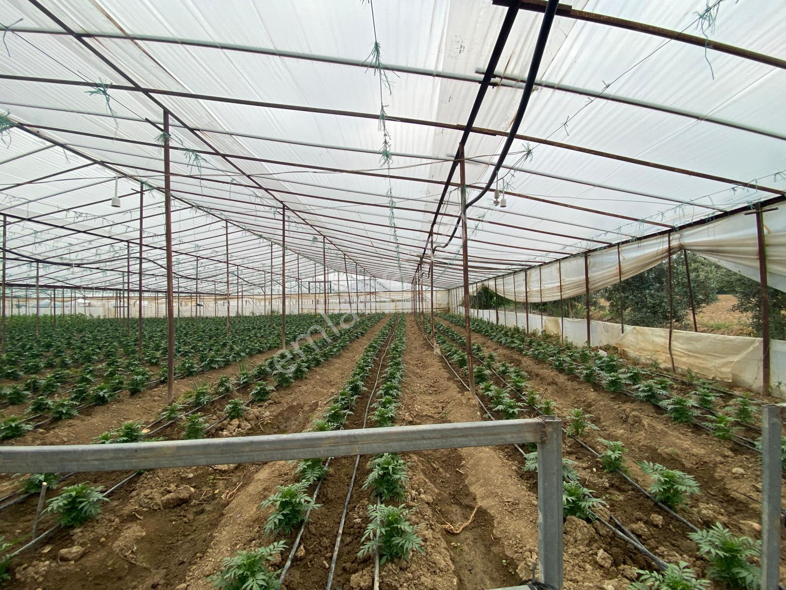 Menderes Altıntepe Mah.de Tek Tapulu 3664m2 İçerisinde Hazır Evi Olan Süper Satılık Bağ Bahçe(tarla) - Görsel 9
