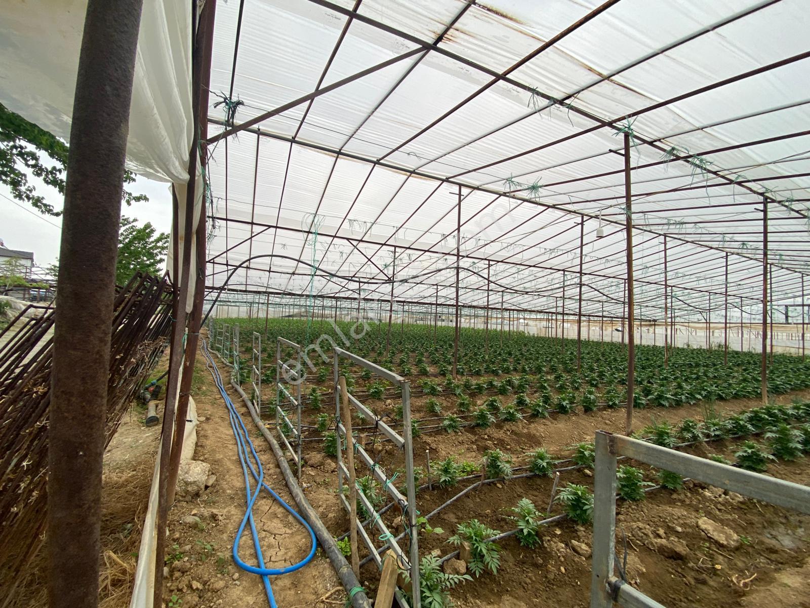 Menderes Altıntepe Mah.de Tek Tapulu 3664m2 İçerisinde Hazır Evi Olan Süper Satılık Bağ Bahçe(tarla) - Görsel 13