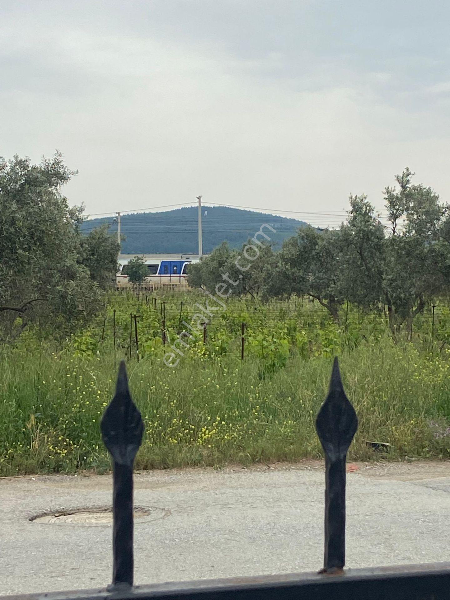 Menderes Altıntepe Mah.de Tek Tapulu 3664m2 İçerisinde Hazır Evi Olan Süper Satılık Bağ Bahçe(tarla) - Görsel 21
