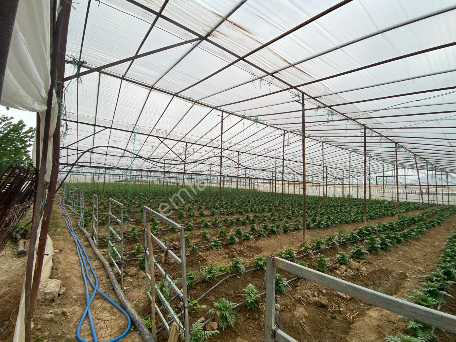 Menderes Altıntepe Mah.de Tek Tapulu 3664m2 İçerisinde Hazır Evi Olan Süper Satılık Bağ Bahçe(tarla) - Görsel 6