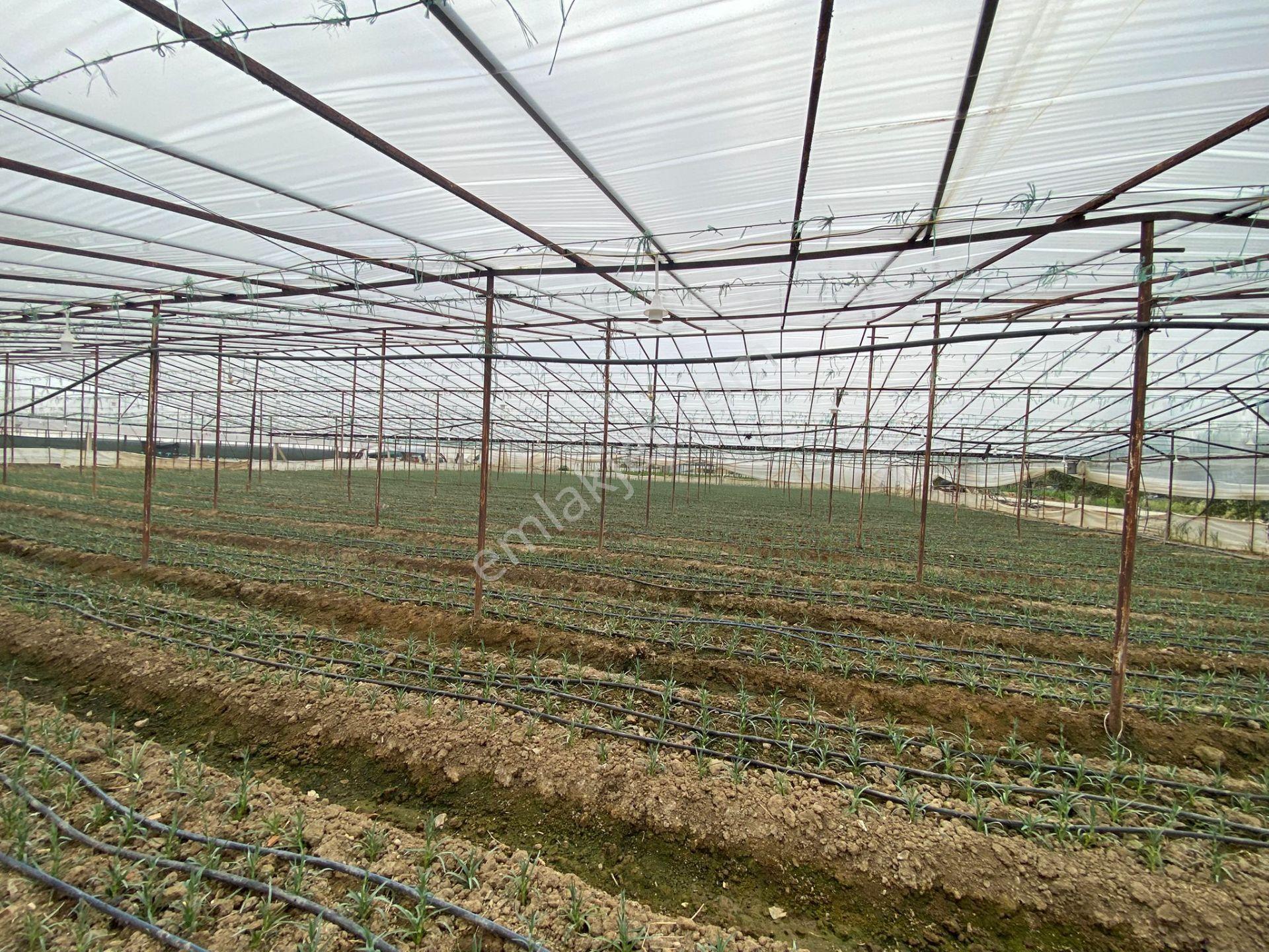 Menderes Altıntepe Mah.de Tek Tapulu 3664m2 İçerisinde Hazır Evi Olan Süper Satılık Bağ Bahçe(tarla) - Görsel 10