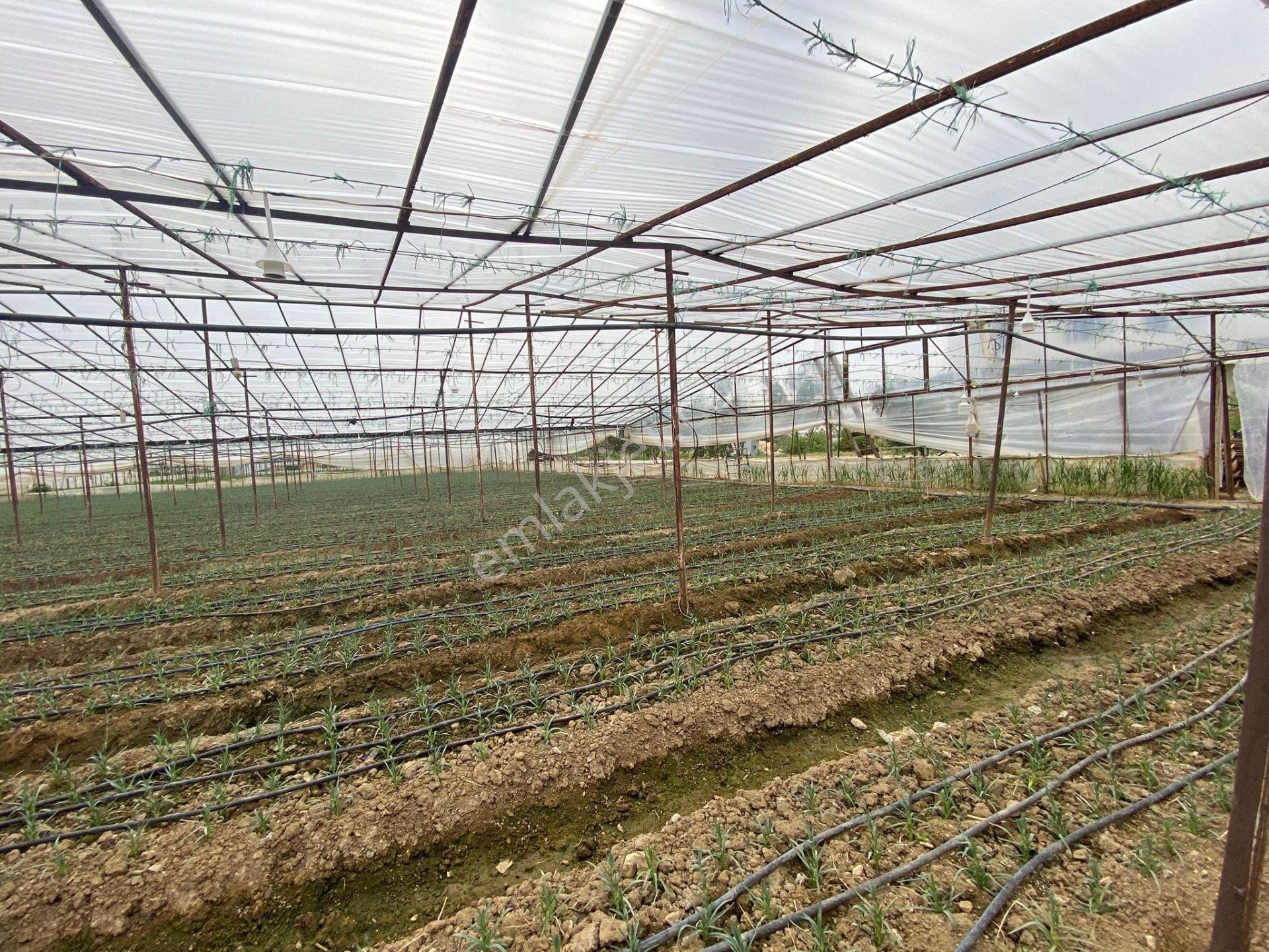 Menderes Altıntepe Mah.de Tek Tapulu 3664m2 İçerisinde Hazır Evi Olan Süper Satılık Bağ Bahçe(tarla) - Görsel 11
