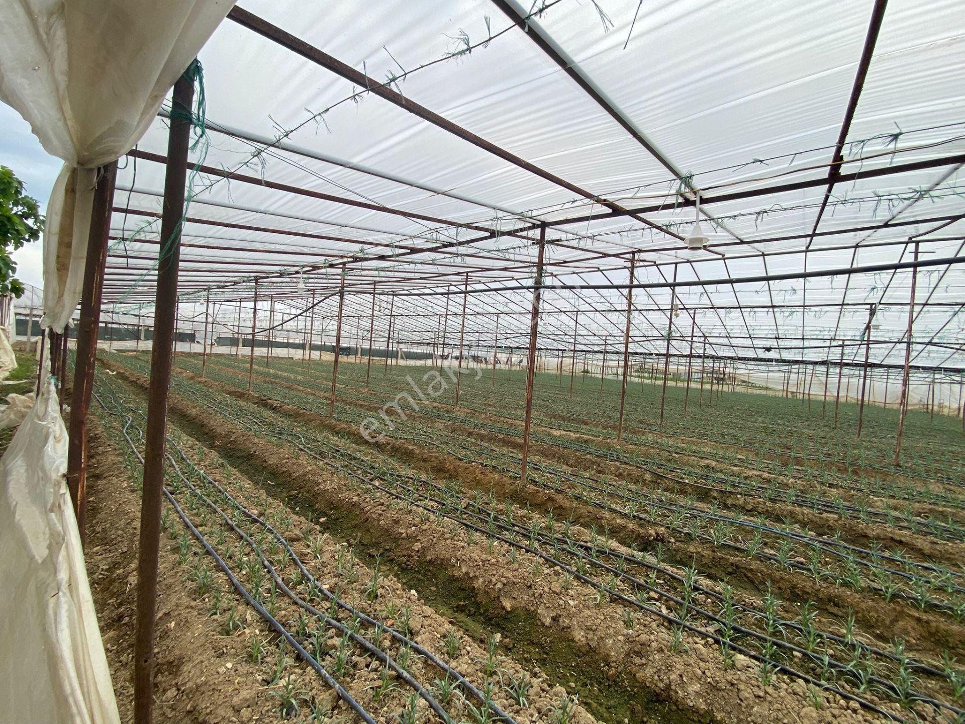 Menderes Altıntepe Mah.de Tek Tapulu 3664m2 İçerisinde Hazır Evi Olan Süper Satılık Bağ Bahçe(tarla) - Görsel 7