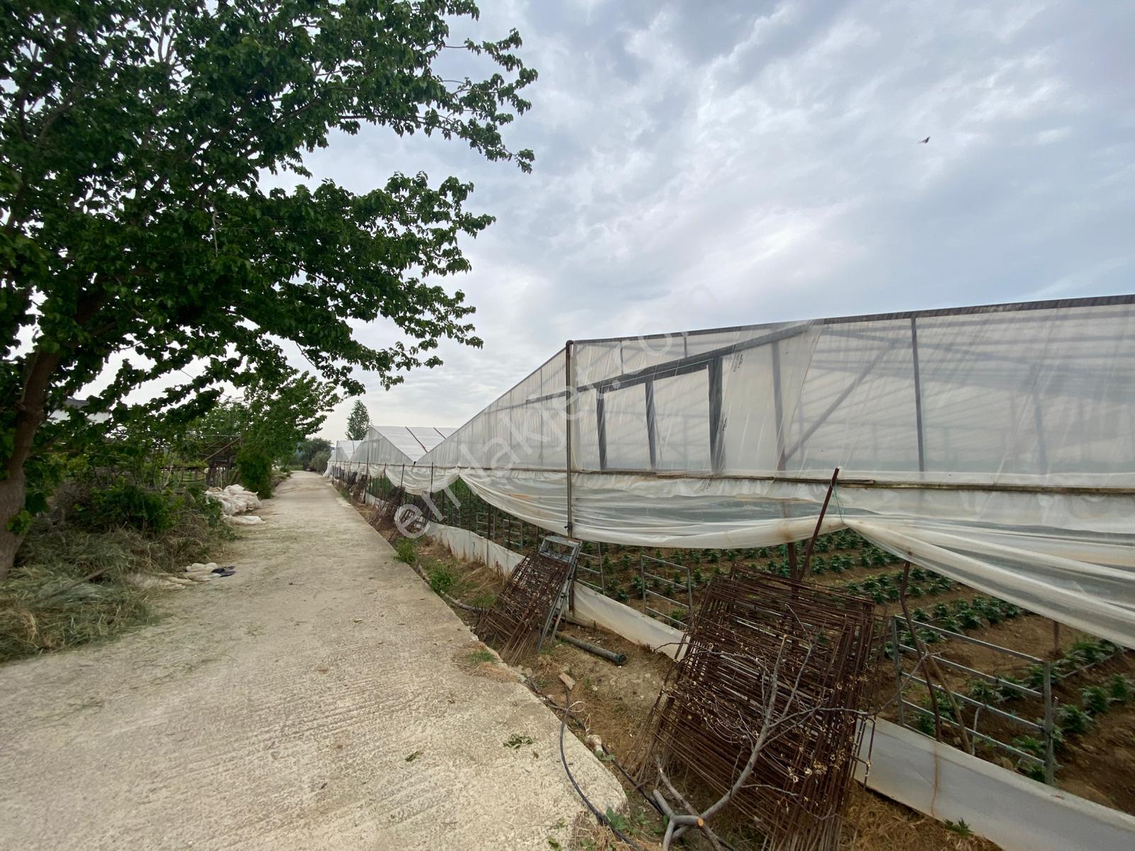 Menderes Altıntepe Mah.de Tek Tapulu 3664m2 İçerisinde Hazır Evi Olan Süper Satılık Bağ Bahçe(tarla) - Görsel 12