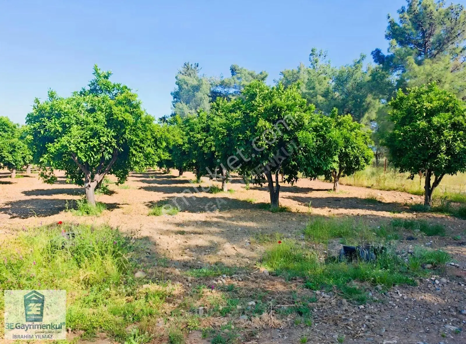 Köyceğiz Döğüşbelen'de 544 M2 Narenciye Bahçesi 3e Emlak
