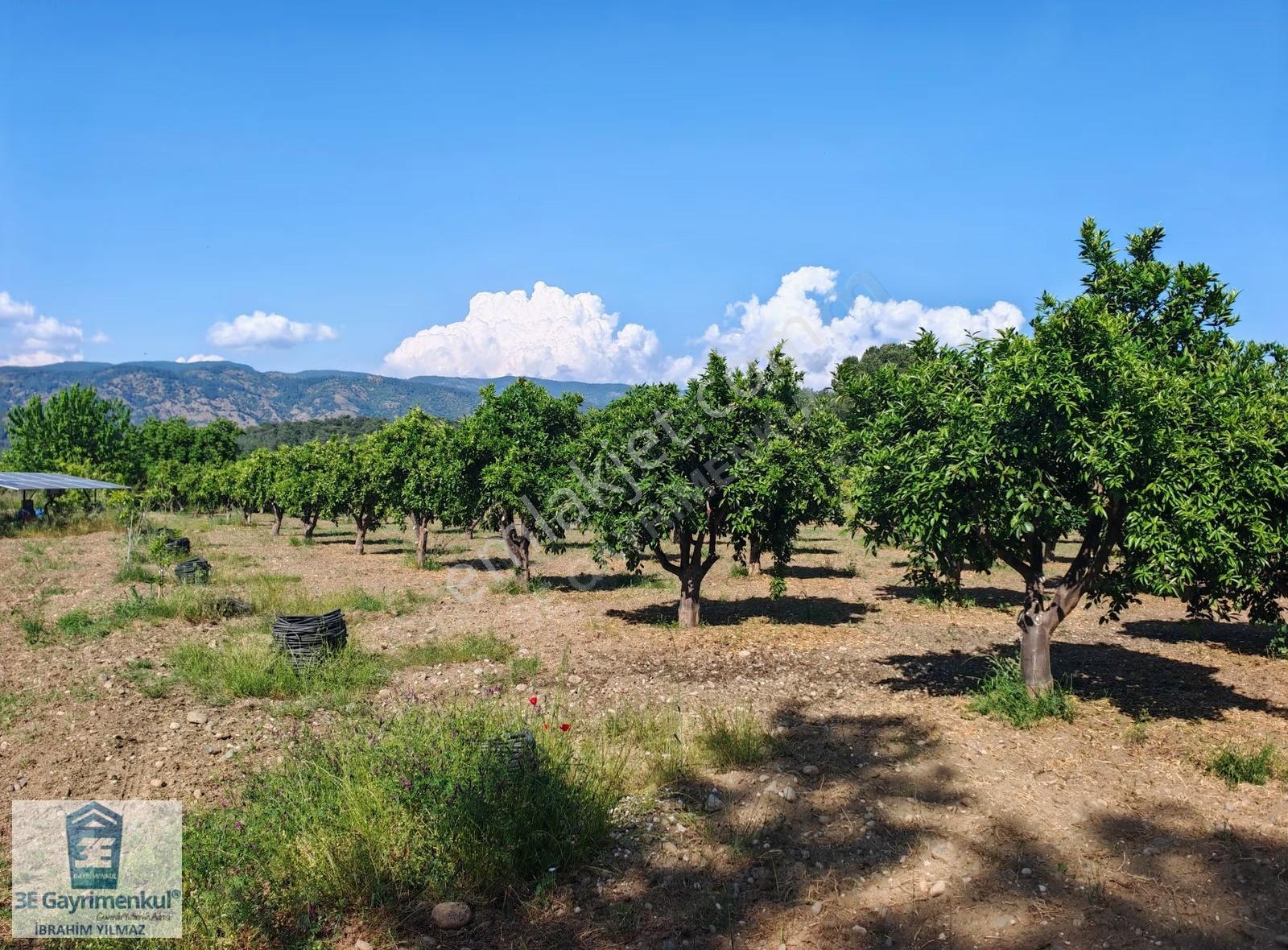 Köyceğiz Döğüşbelen 1816 M2 İmarlı Narenciye Bahçesi 3e Emlak - Görsel 20