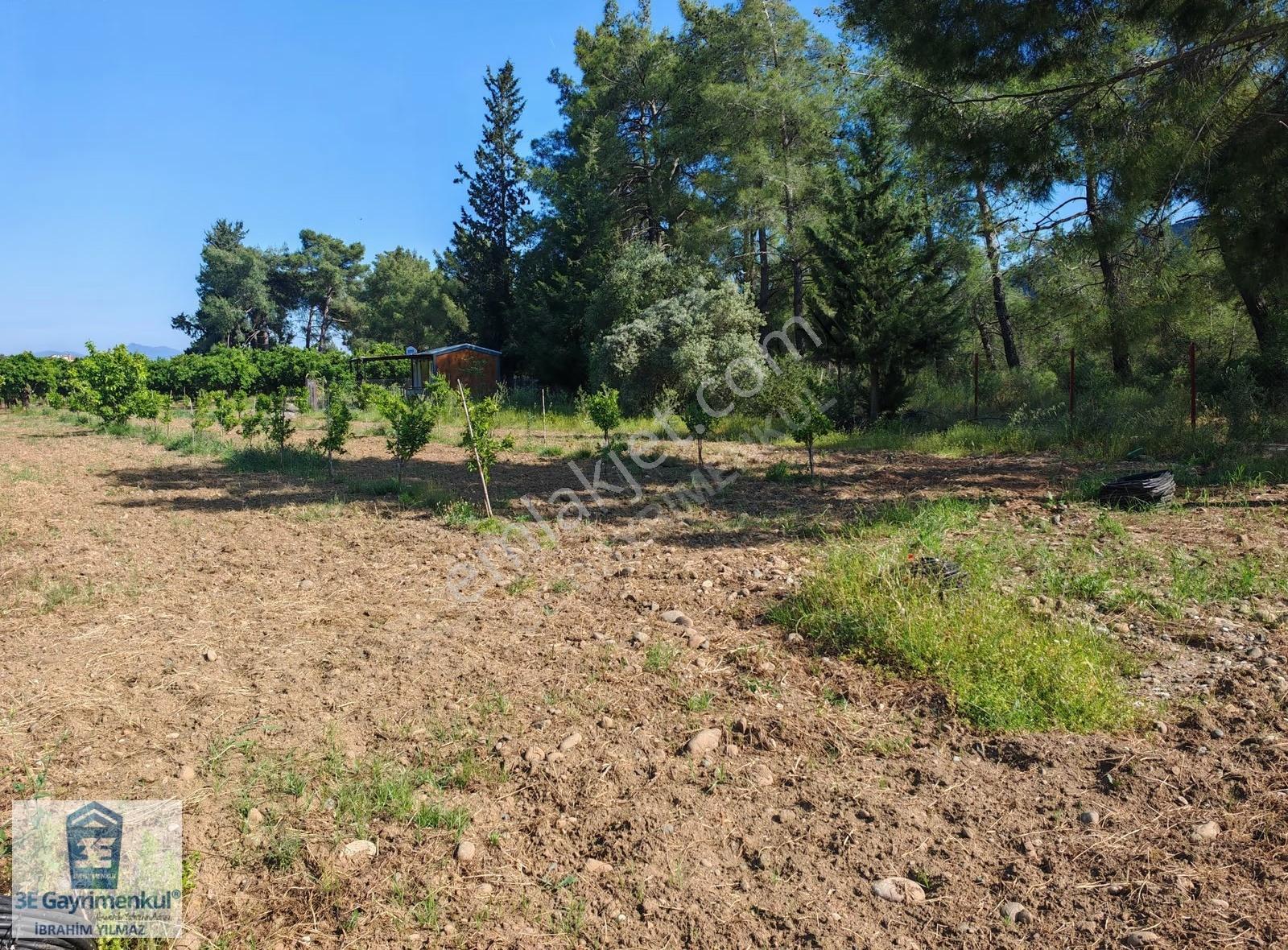 Köyceğiz Döğüşbelen 1816 M2 İmarlı Narenciye Bahçesi 3e Emlak - Görsel 8