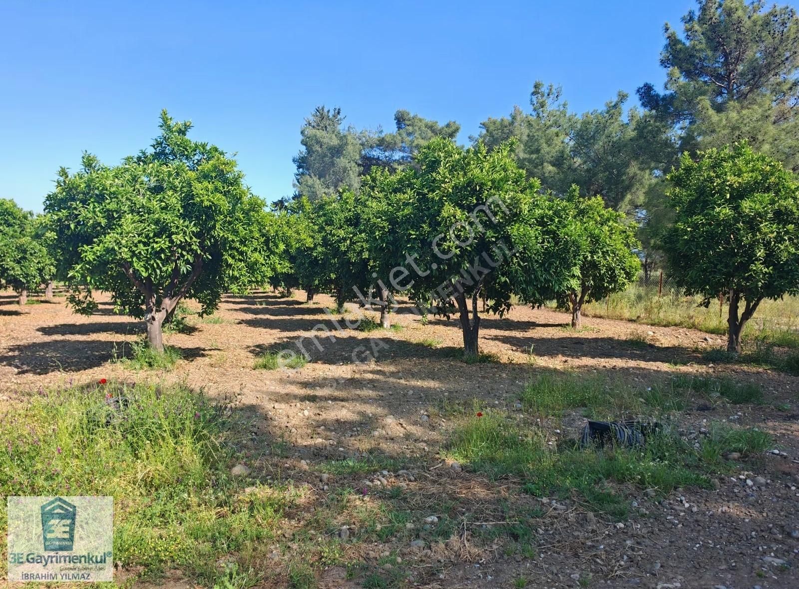 Köyceğiz Döğüşbelen 1816 M2 İmarlı Narenciye Bahçesi 3e Emlak - Görsel 13