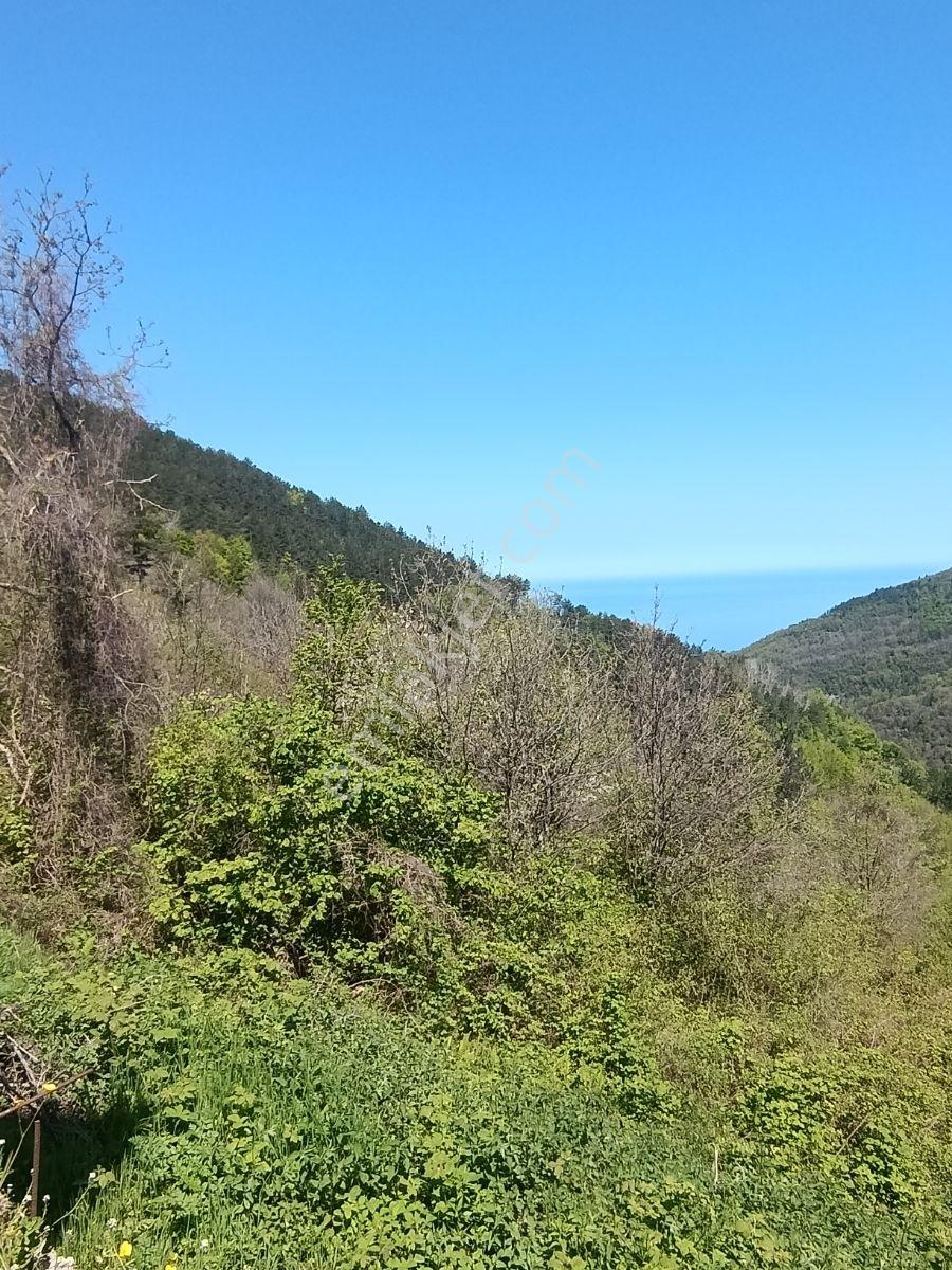 1.382.m2 Bahçe Înebolu / Gökbel Köyü Zeybek*den Satılık - Görsel 14