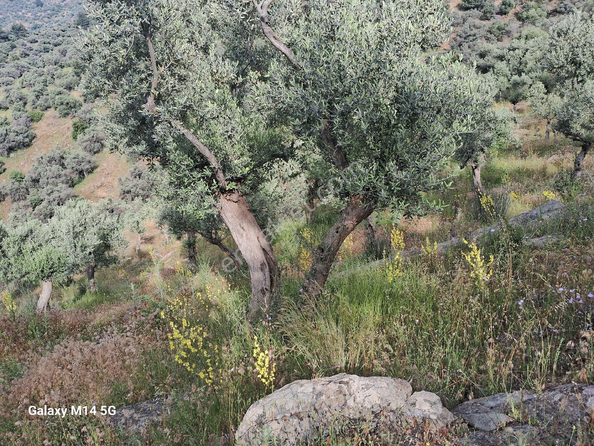 Satılık Zeytin Ağacı - Görsel 2