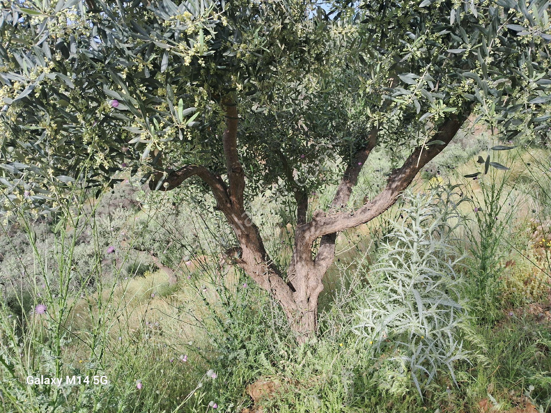 Satılık Zeytin Ağacı - Görsel 5