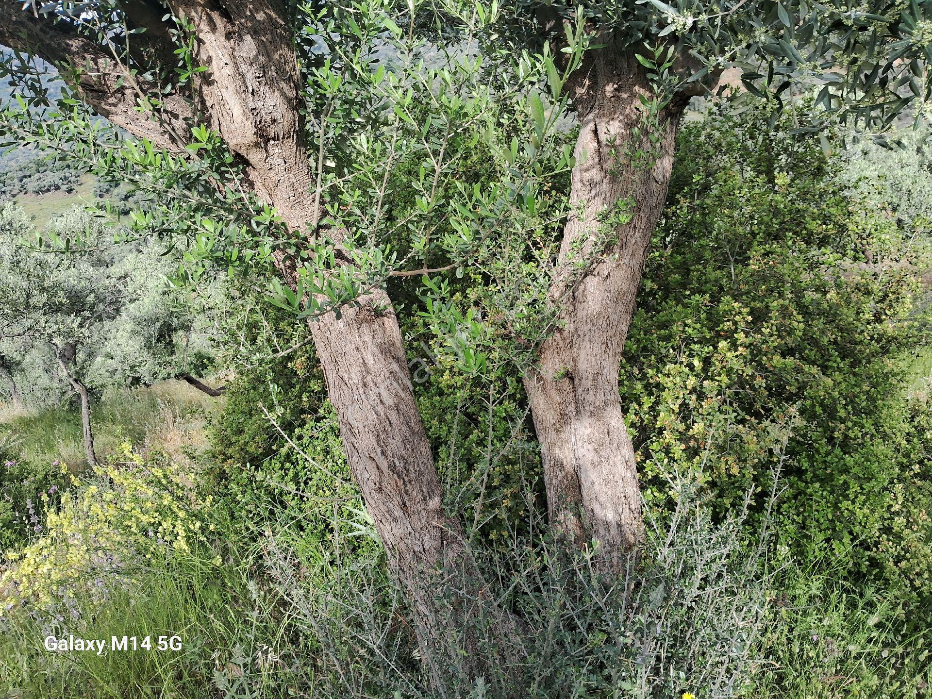 Satılık Zeytin Ağacı - Görsel 3
