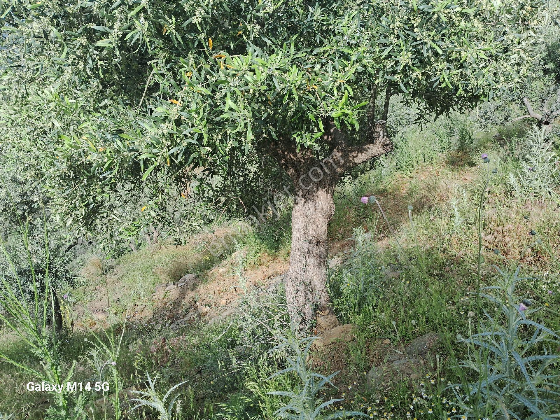 Satılık Zeytin Ağacı - Görsel 4