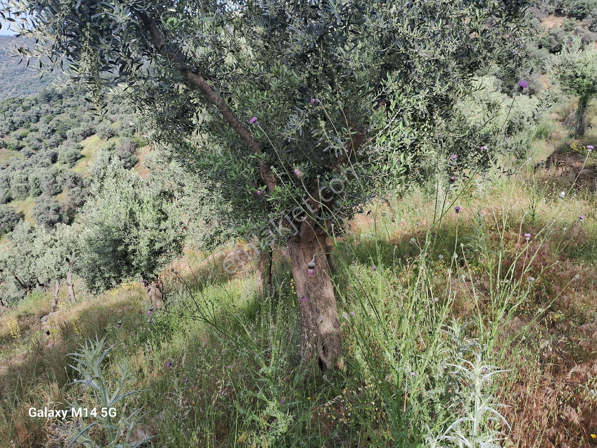Satılık Zeytin Ağacı