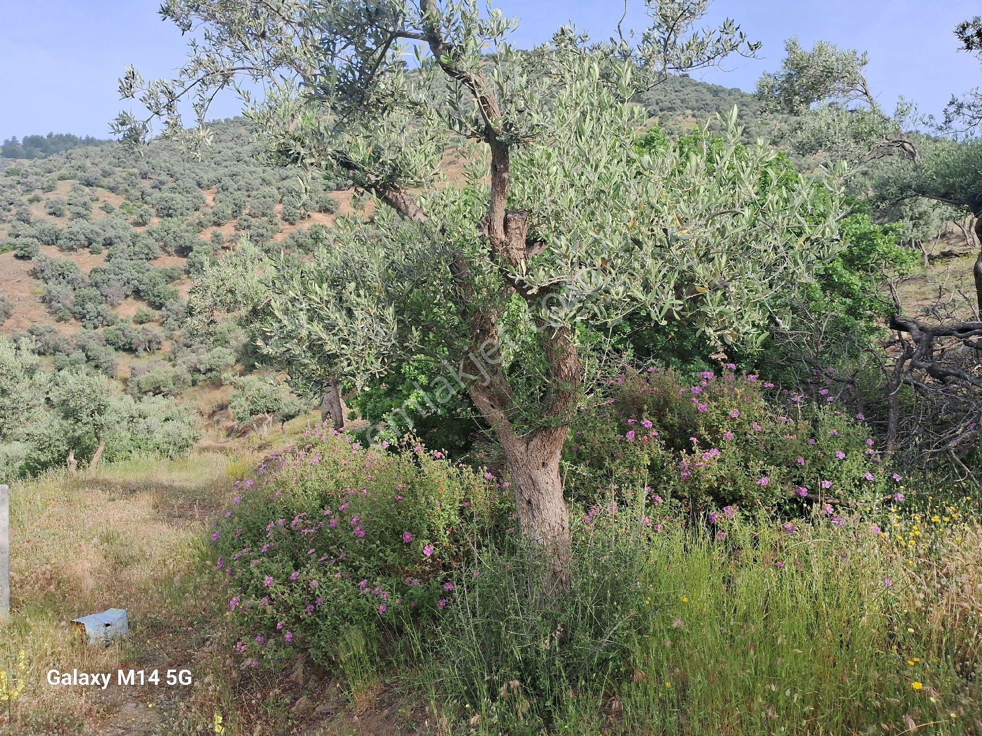 Satılık Zeytin Ağacı - Görsel 13