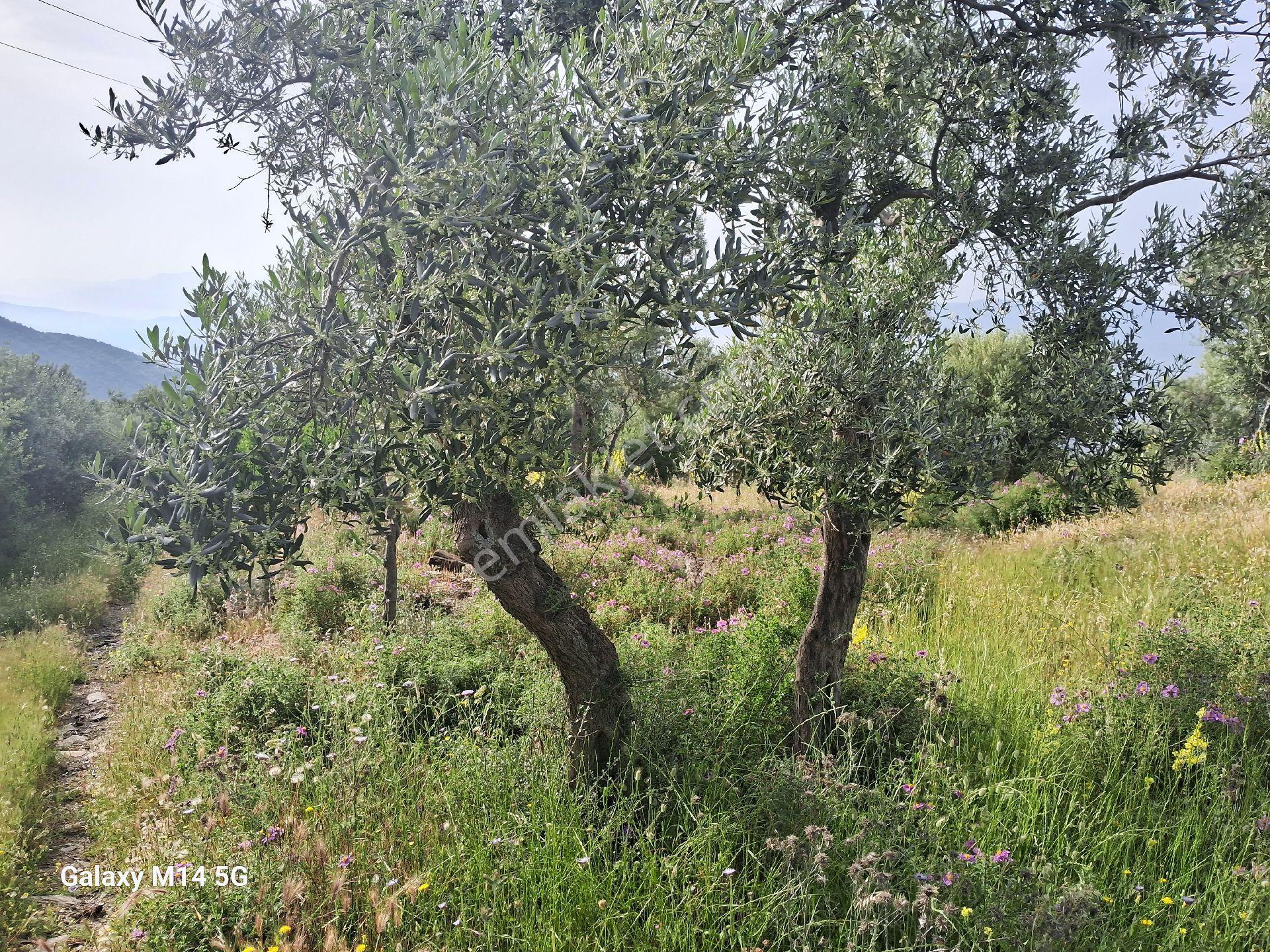 Satılık Zeytin Ağacı - Görsel 15