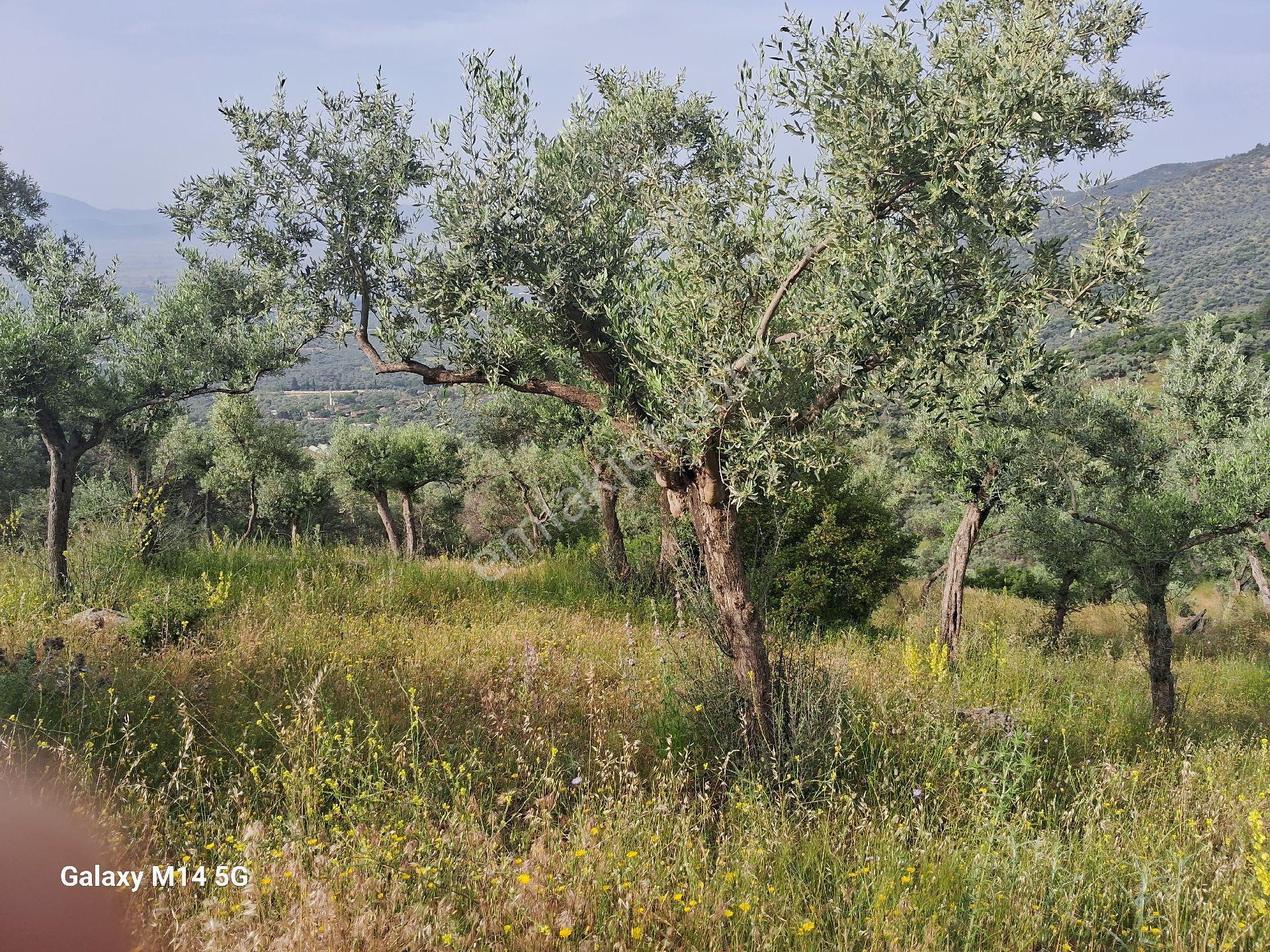 Satılık Zeytin Ağacı - Görsel 11