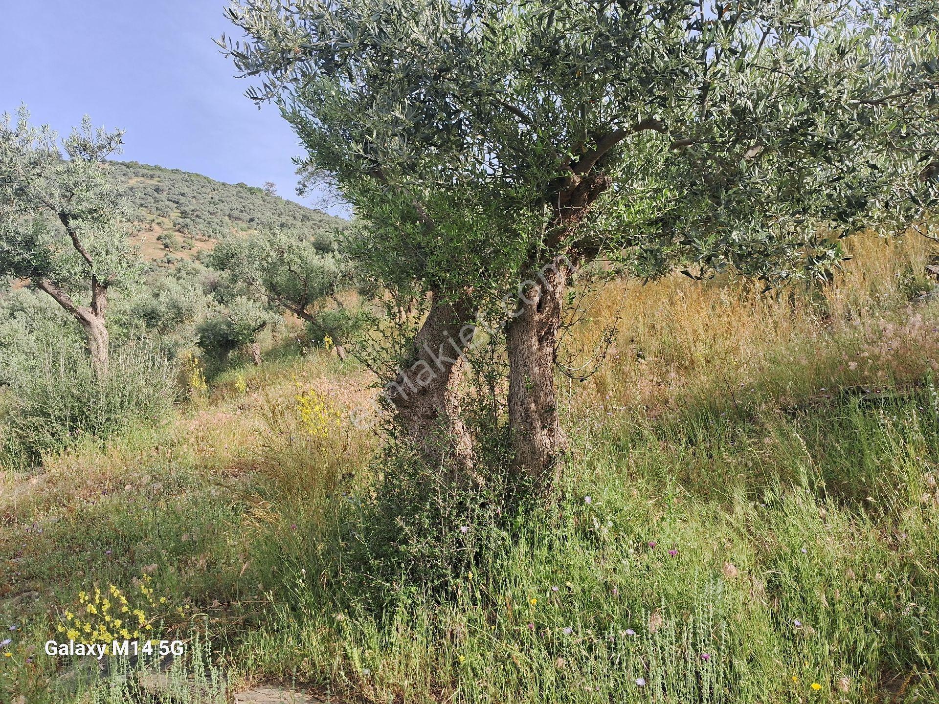 Satılık Zeytin Ağacı - Görsel 6