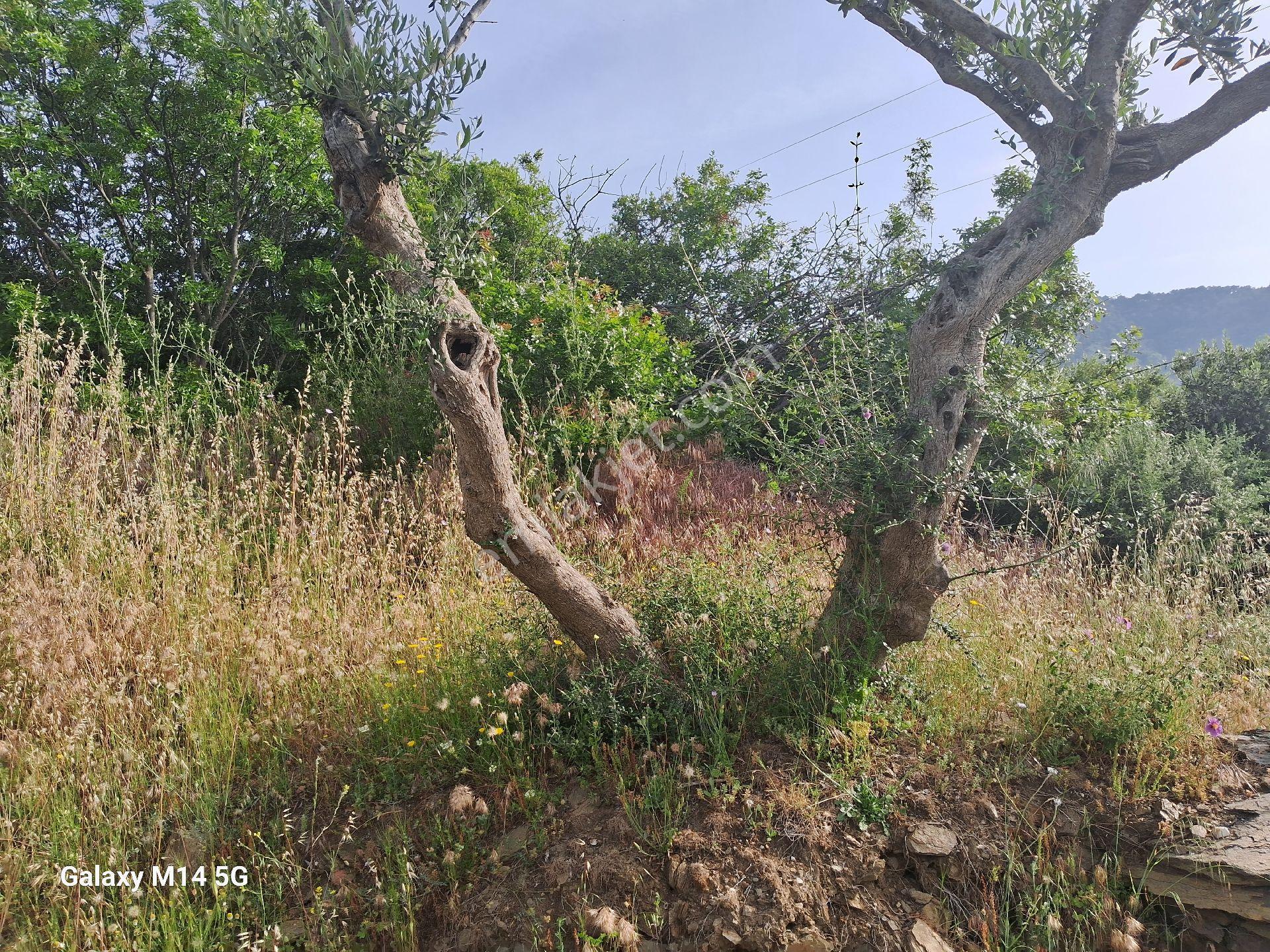 Satılık Zeytin Ağacı - Görsel 16
