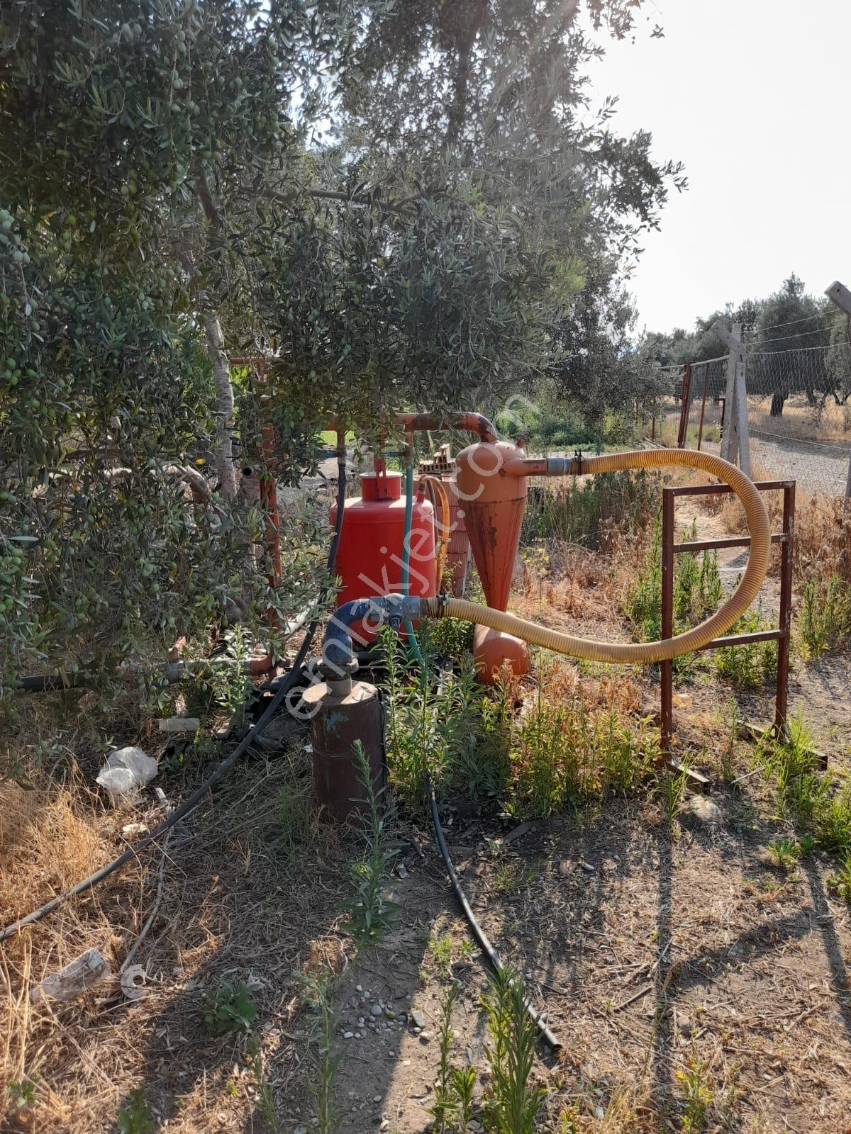 Bayındır Canlı Mahallesinde Satılık Zeytinlik Ve 2 Katlı Ev - Görsel 2