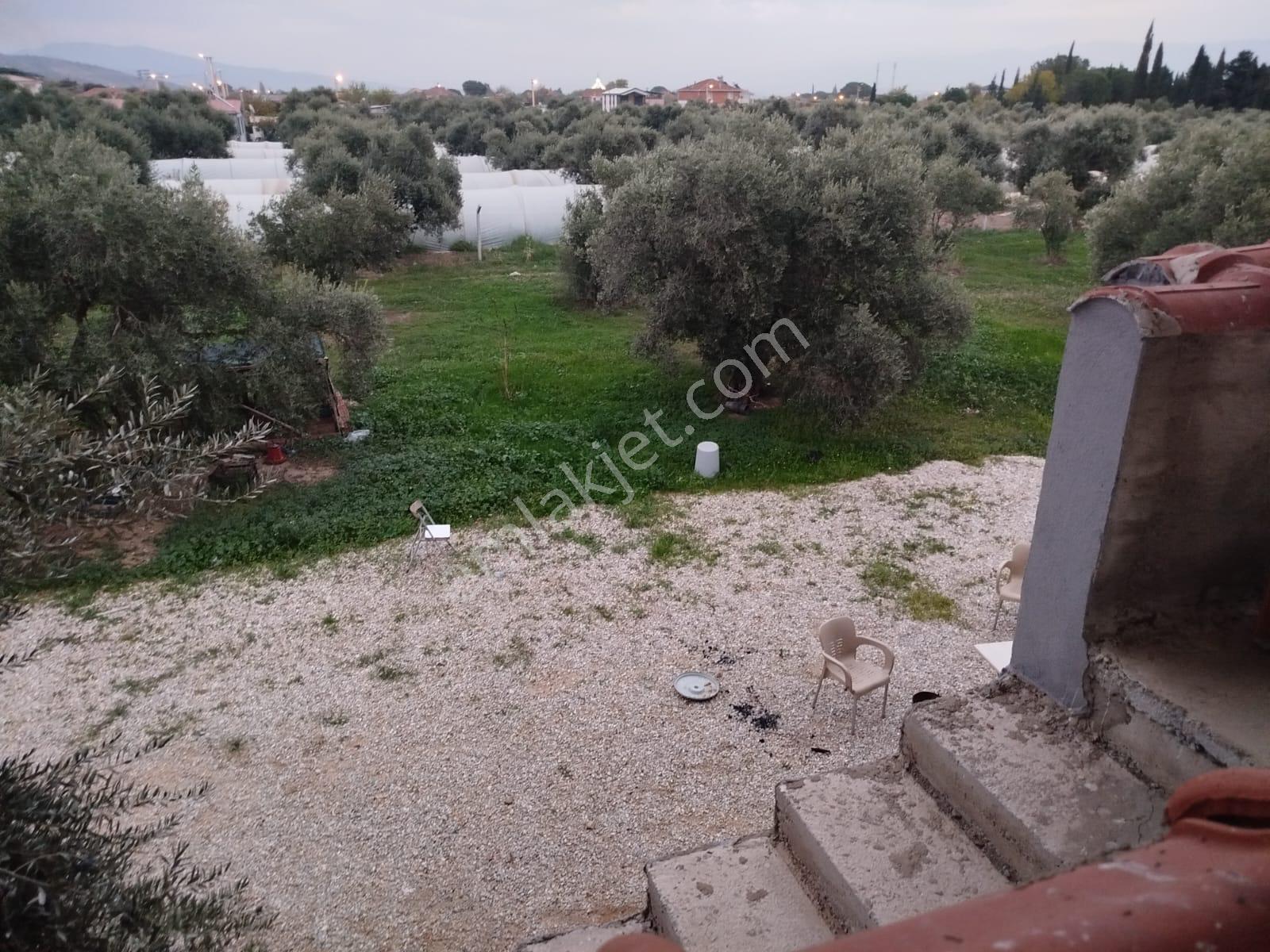 Bayındır Canlı Mahallesinde Satılık Zeytinlik Ve 2 Katlı Ev - Görsel 10
