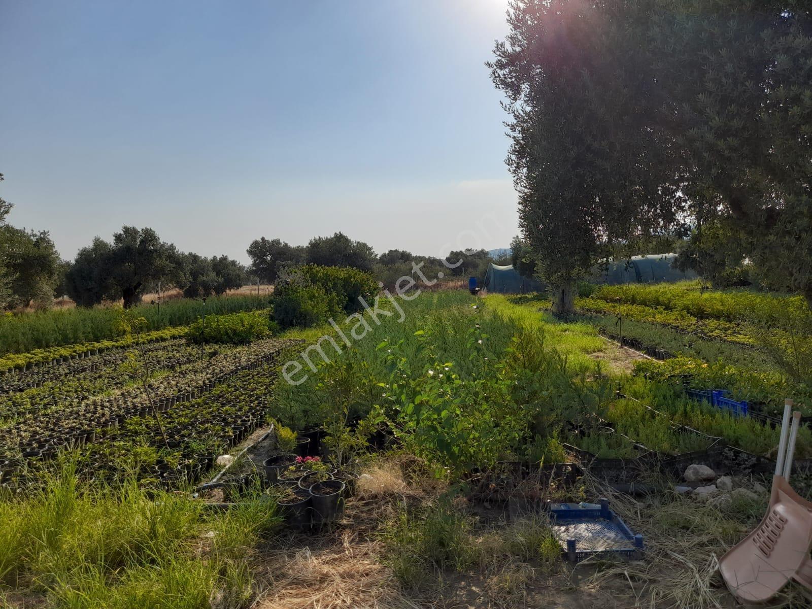 Bayındır Canlı Mahallesinde Satılık Zeytinlik Ve 2 Katlı Ev - Görsel 5