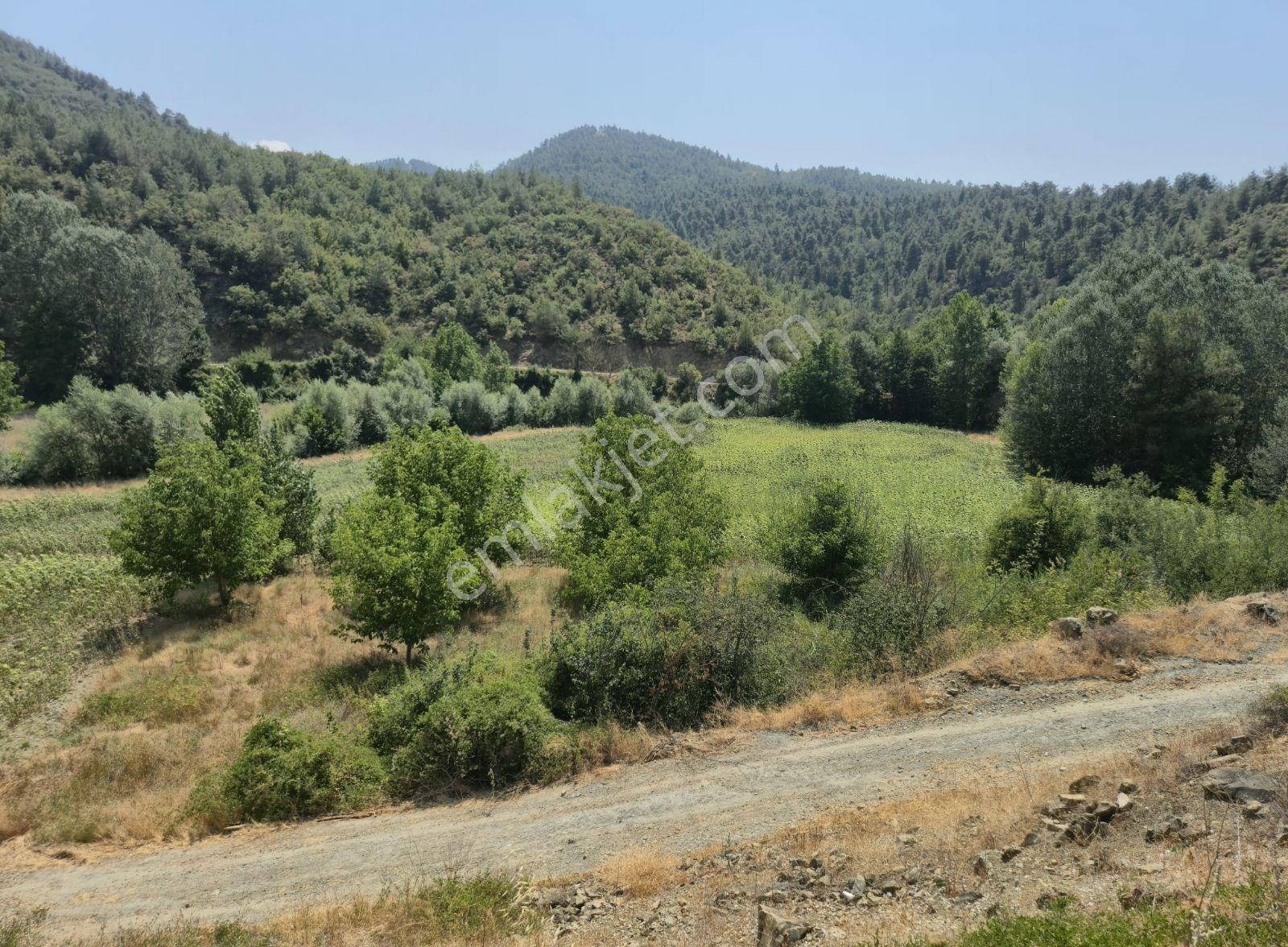 Adaplatinden Taraklı Merkeze 2km Mesafede 3360m2 Ayçiçek Bahçesi - Görsel 5