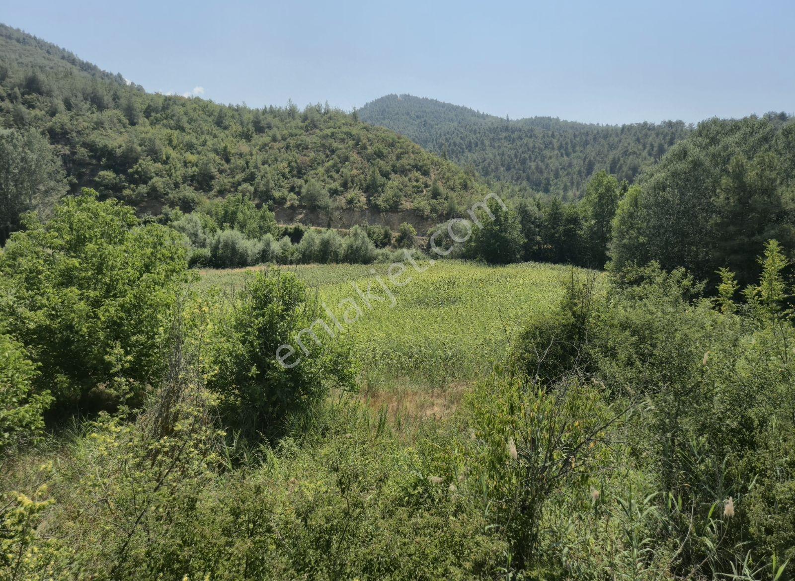 Adaplatinden Taraklı Merkeze 2km Mesafede 3360m2 Ayçiçek Bahçesi - Görsel 14