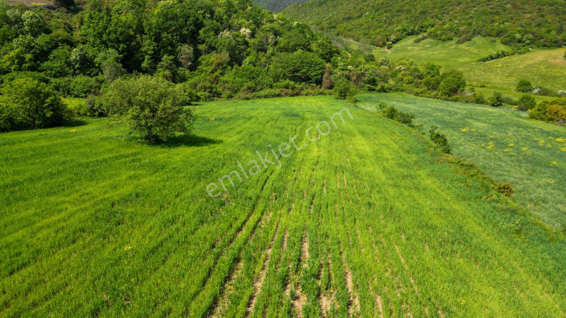 Kocaeli Karamürsel Dereköy 10.538 M2 %5 İmarlı Satılık Tarla - Görsel 11