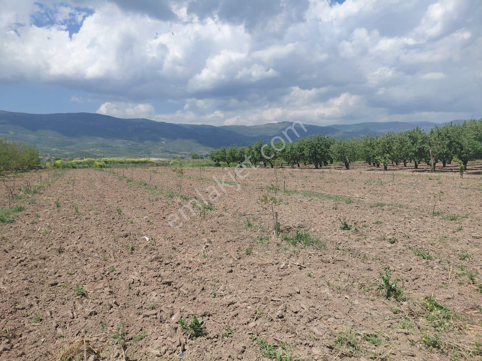 Pamukova Şeyhvarmazda Çift Yol Cepheli Satılık Bahçe - Görsel 20