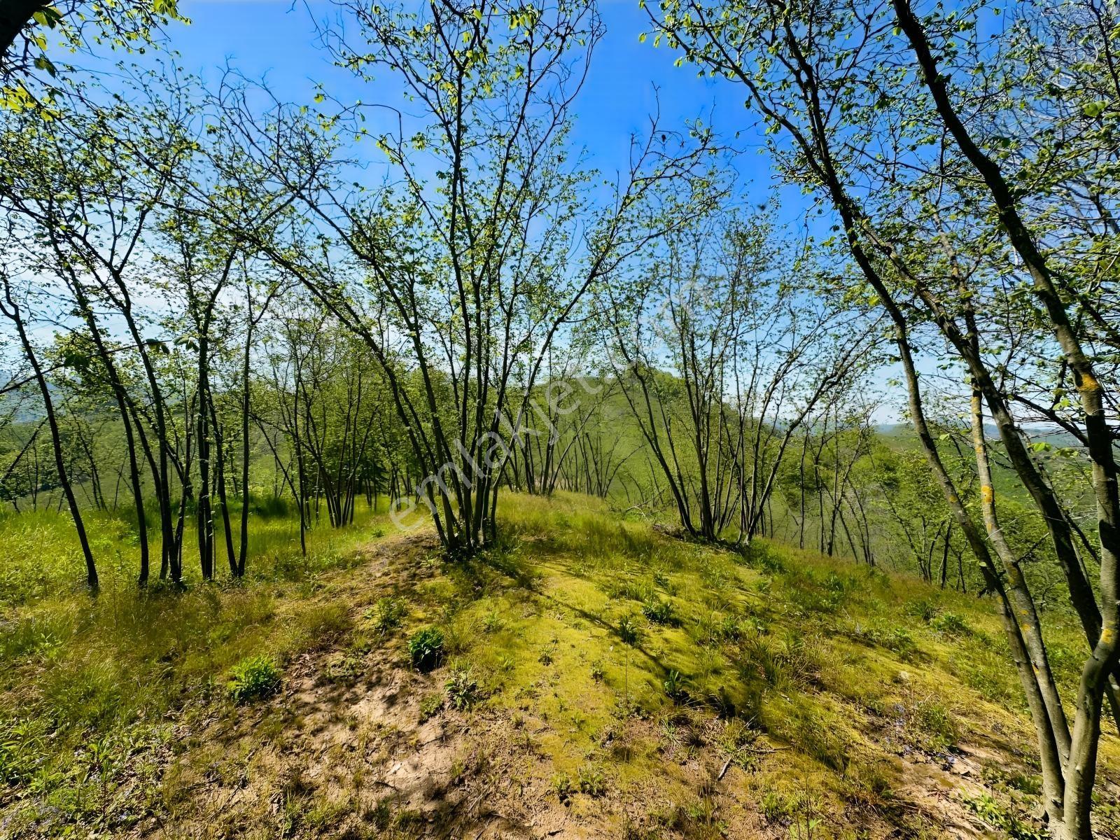 Turyap'tan Kocaali Kirazlı Mahallesinde 1121 M2 Fındık Bahçesi - Görsel 12