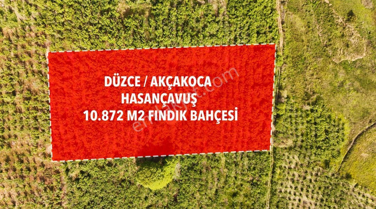 Hasançavuş Köyünde Asfalt Yola Yakın 11 Dönüm Fındık Bahçesi - Görsel 3