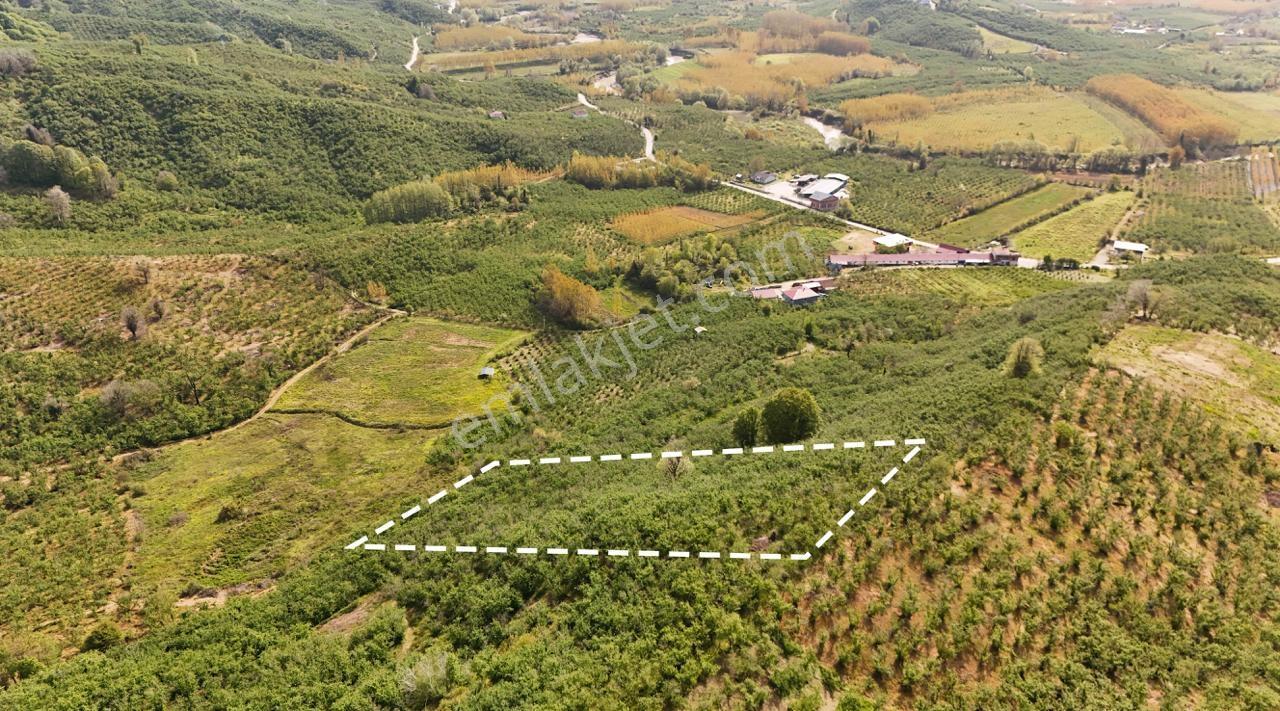 Hasançavuş Köyünde Asfalt Yola Yakın 11 Dönüm Fındık Bahçesi - Görsel 11