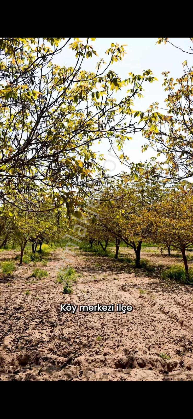 Kırklareli / Lüleburgaz / Çiftlikköy / Ceviz Bahçesi - Görsel 9