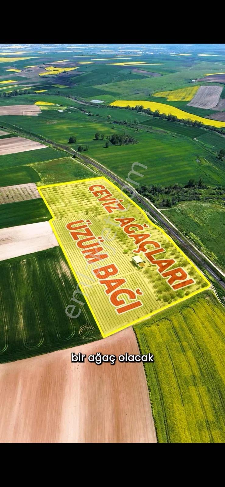 Kırklareli / Lüleburgaz / Çiftlikköy / Ceviz Bahçesi - Görsel 8
